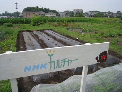 オーガニックコットン 畑 オーガニックコットン 畑
