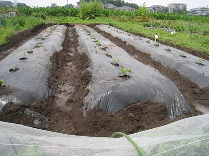 オーガニックコットン 植え替え作業 終了 オーガニックコットン 植え替え作業 終了