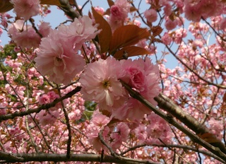お花見 お花見