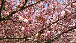 お花見 お花見