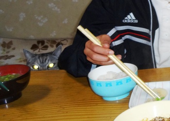 鶏とネギの酒蒸し~男料理~