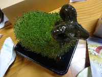 苔羊ちゃん④アフロボンバー