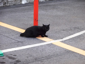 黒猫からの黒猫＝熊本住宅塗装