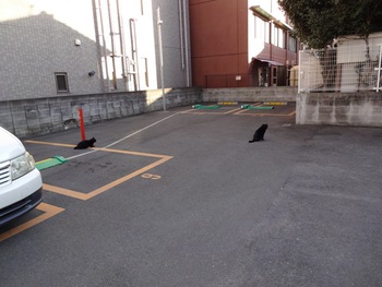黒猫からの黒猫＝熊本住宅塗装