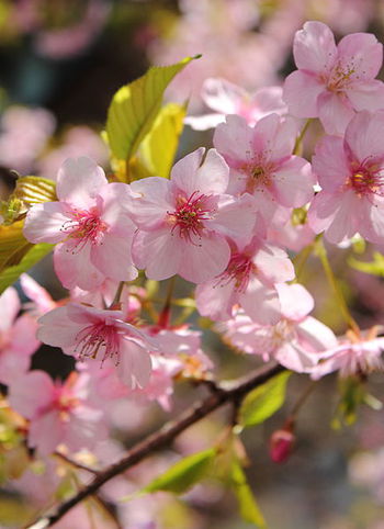 芦北から河津桜が春を届けてるみたい♪