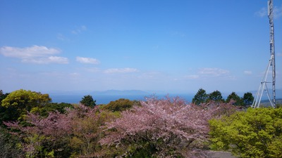 ２０１４ 水俣中尾山桜