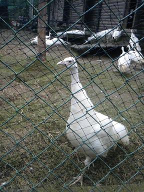 動物園