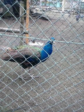 動物園