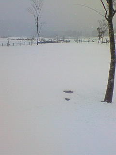 雪にも負けず^^