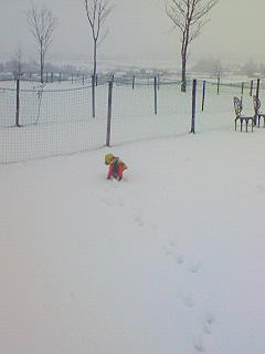 雪にも負けず^^