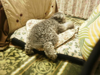 レッツ看板犬^0^