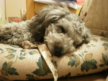 レッツ看板犬^0^