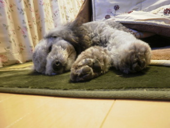 臨時休業のお知らせ