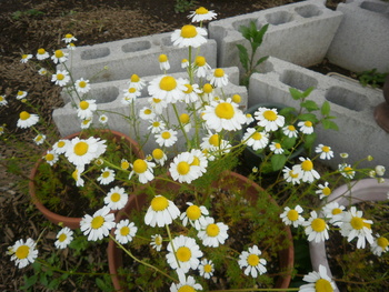 バラの花はまだですが・・・