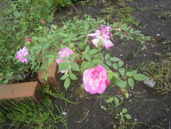 バラの花はまだですが・・・