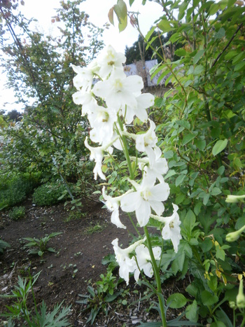 バラの花はまだですが・・・