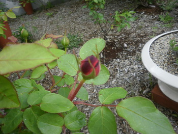 バラの花はまだですが・・・