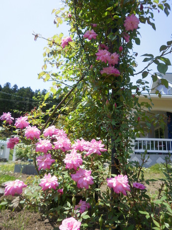 咲き始めましたよ～＾＾
