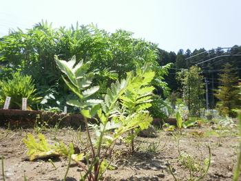 お庭の様子・・・