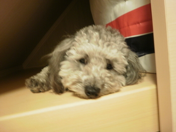 今度は大きめの箱入り？＾＾；
