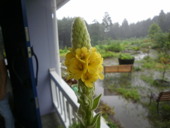 まだまだ雨ですね^^