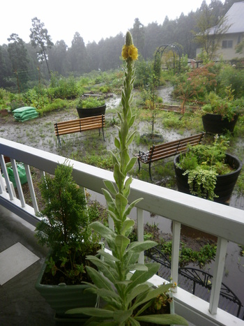 まだまだ雨ですね^^