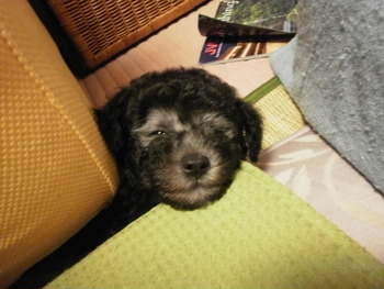 すきま犬