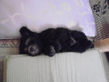 すきま犬