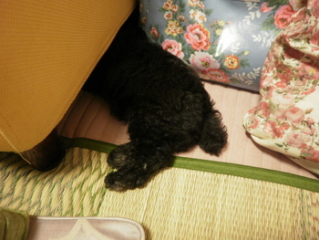 すきま犬