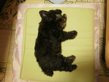 でっかくなっちゃった～