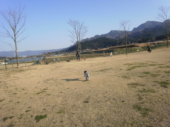 ドッグランへＧＯ!!