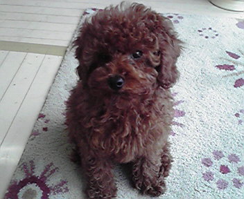 看板犬のトイプードル「マーチ」
