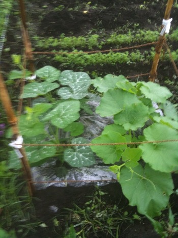 農園の草取りをしてきました~