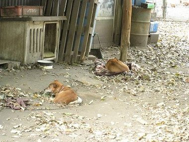 隠れ家みたいな地鶏屋らくだ山と月廻り温泉と白川水源