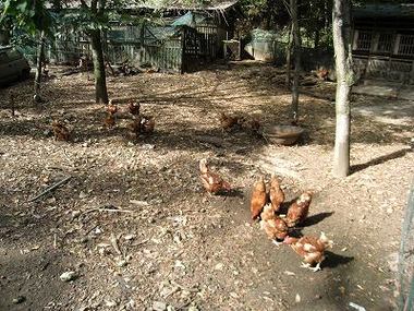 隠れ家みたいな地鶏屋らくだ山と月廻り温泉と白川水源