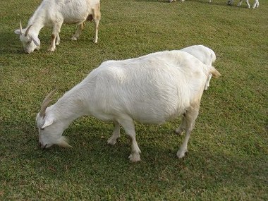 隠れ家みたいな地鶏屋らくだ山と月廻り温泉と白川水源