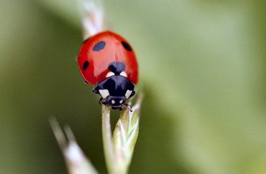 オーガニックコットンの除草作業・害虫駆除