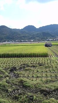 稲刈り