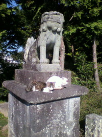 水俣八幡神社と猫