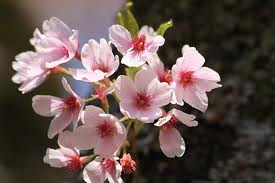開花宣言~桜~
