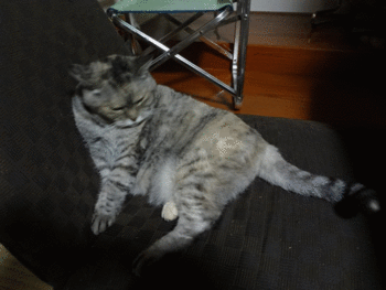 花ちゃんどいて・・・・(猫)