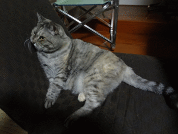 花ちゃんどいて・・・・(猫)