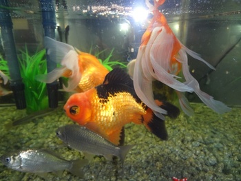 実家の変り身な出目金魚!
