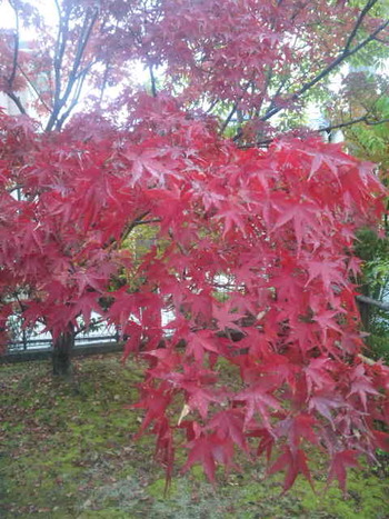 養生はぎ~紅葉~
