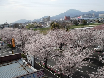 熊本道中桜づくし!