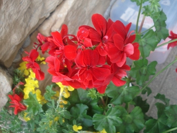玄関に花が!