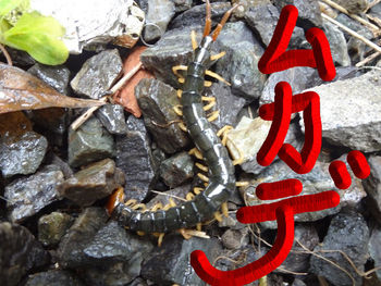 草むしり~ムカデ出現~