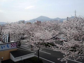熊本道中桜づくし!