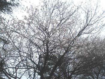 桜は咲いたが雨は降るねぇ~