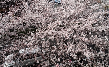 熊本道中桜づくし!